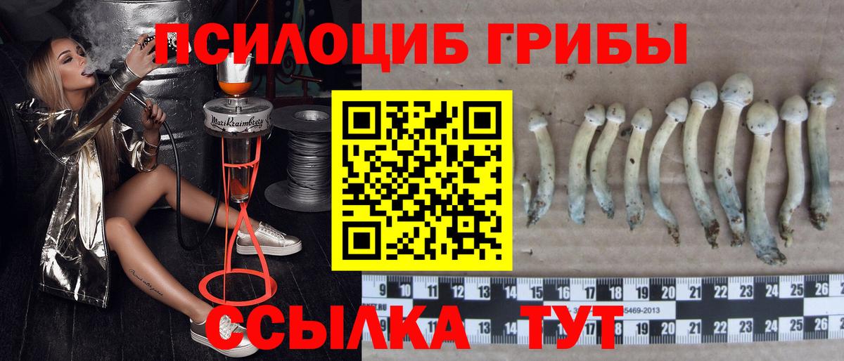 Галлюциногенные грибы Psilocybe Чебоксары
